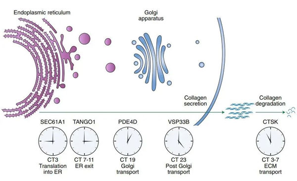 ��ԭ����,���佺ԭ����,��ԭ������