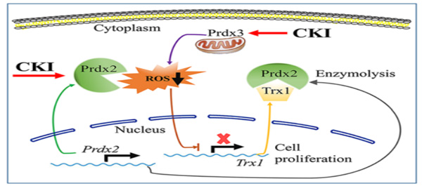 CKIҽ�μ�����ϵ��Ѫ��